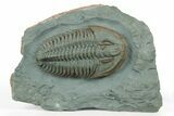 Lower Cambrian Trilobite (Longianda) - Issafen, Morocco #251041-1